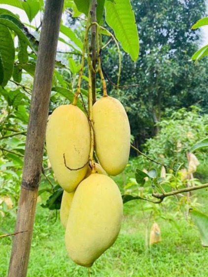 গাছ ২