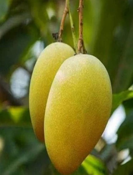 গাছ ৩