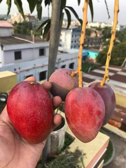 গাছ ৪