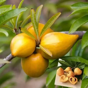 ১২ টি ভিন্ন জাতের ফলের চারা