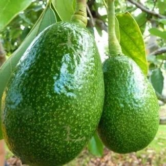 এবোকাডো