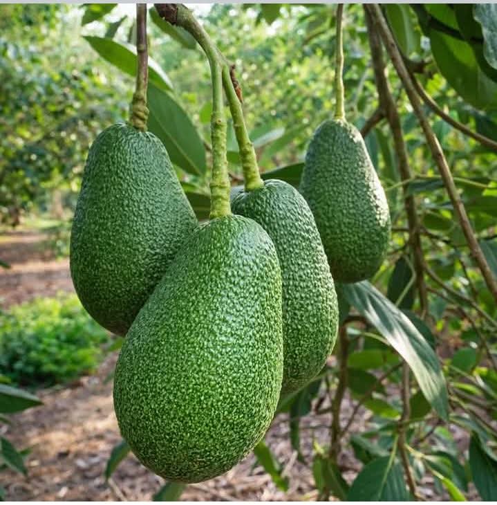 সুপার ফ্রুড এবোকাডো