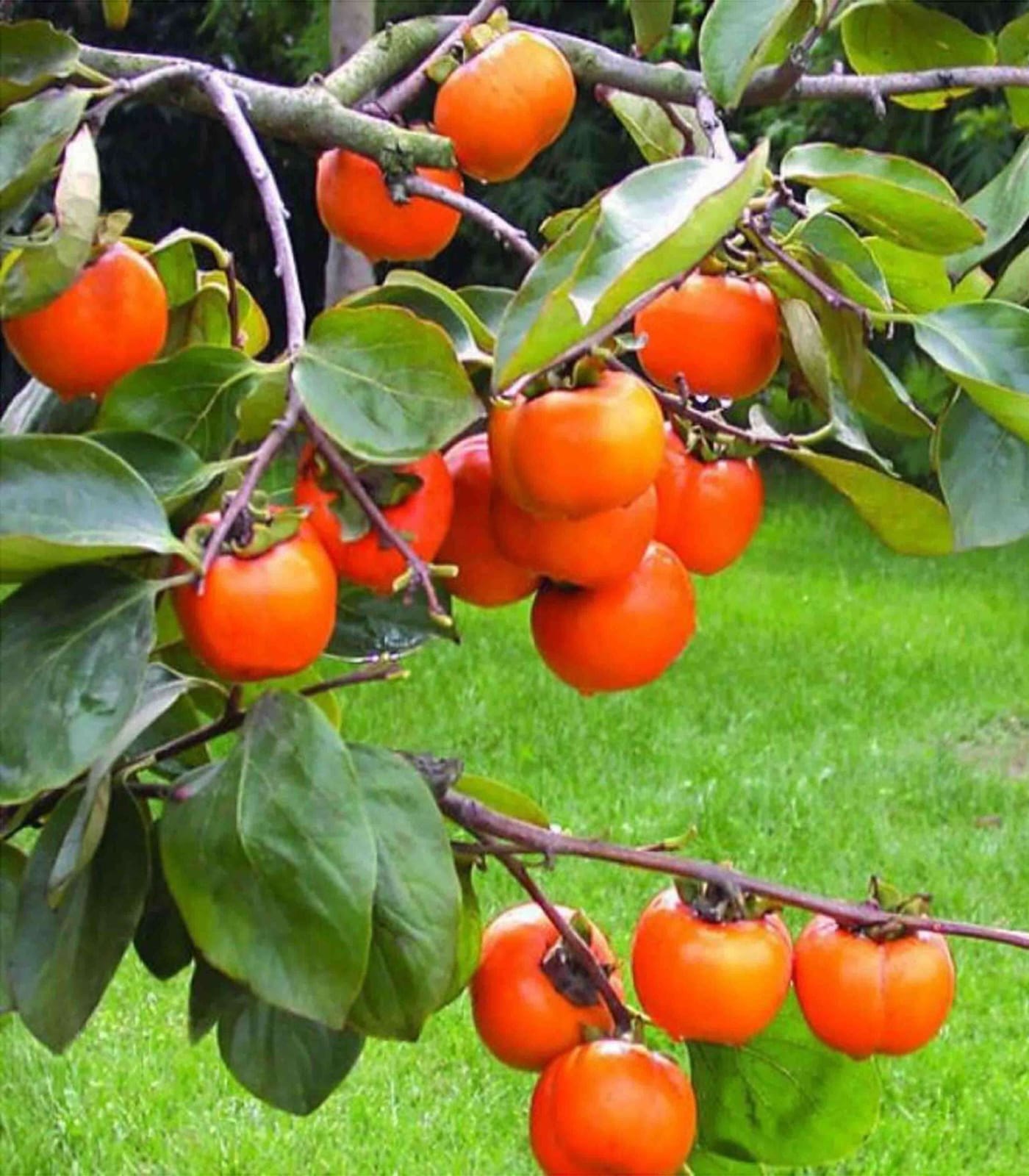 পার্সিমন