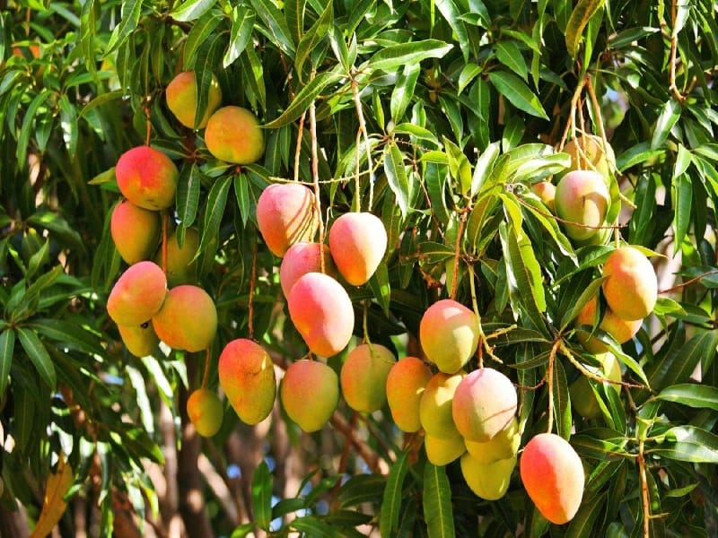 বারোমাসি স্টিভিয়া আম