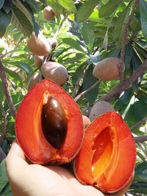 মাম্মি সফেদা