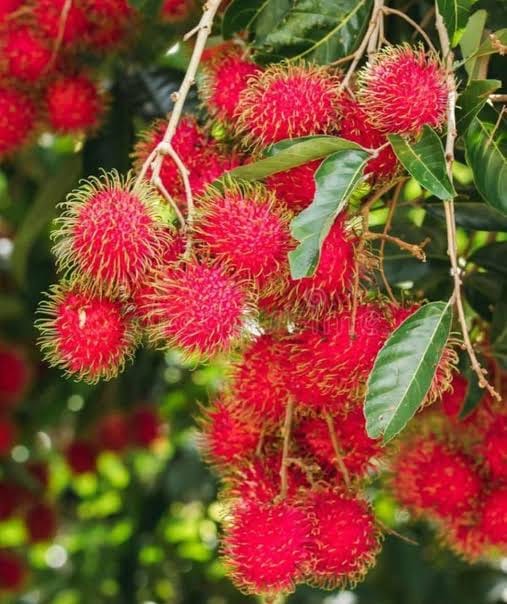 রাম্বুটান