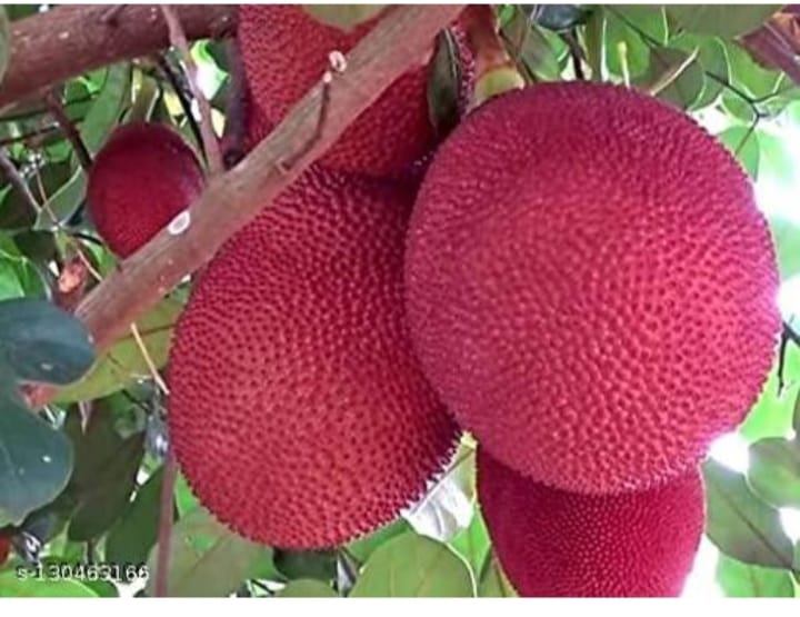 লাল কাঁঠাল