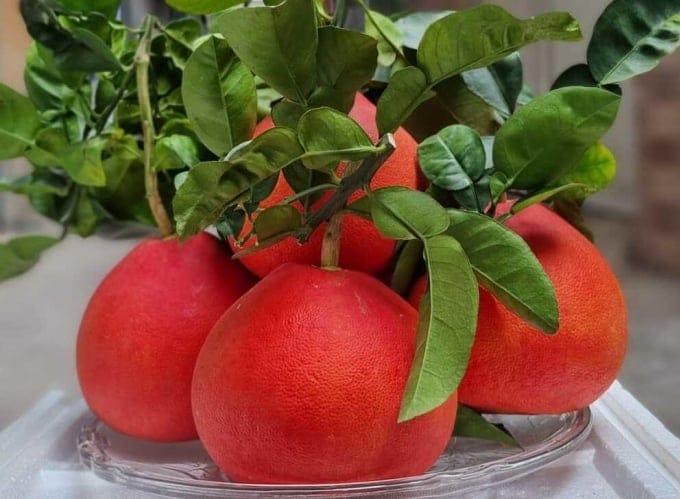লাল জাম্বুরা