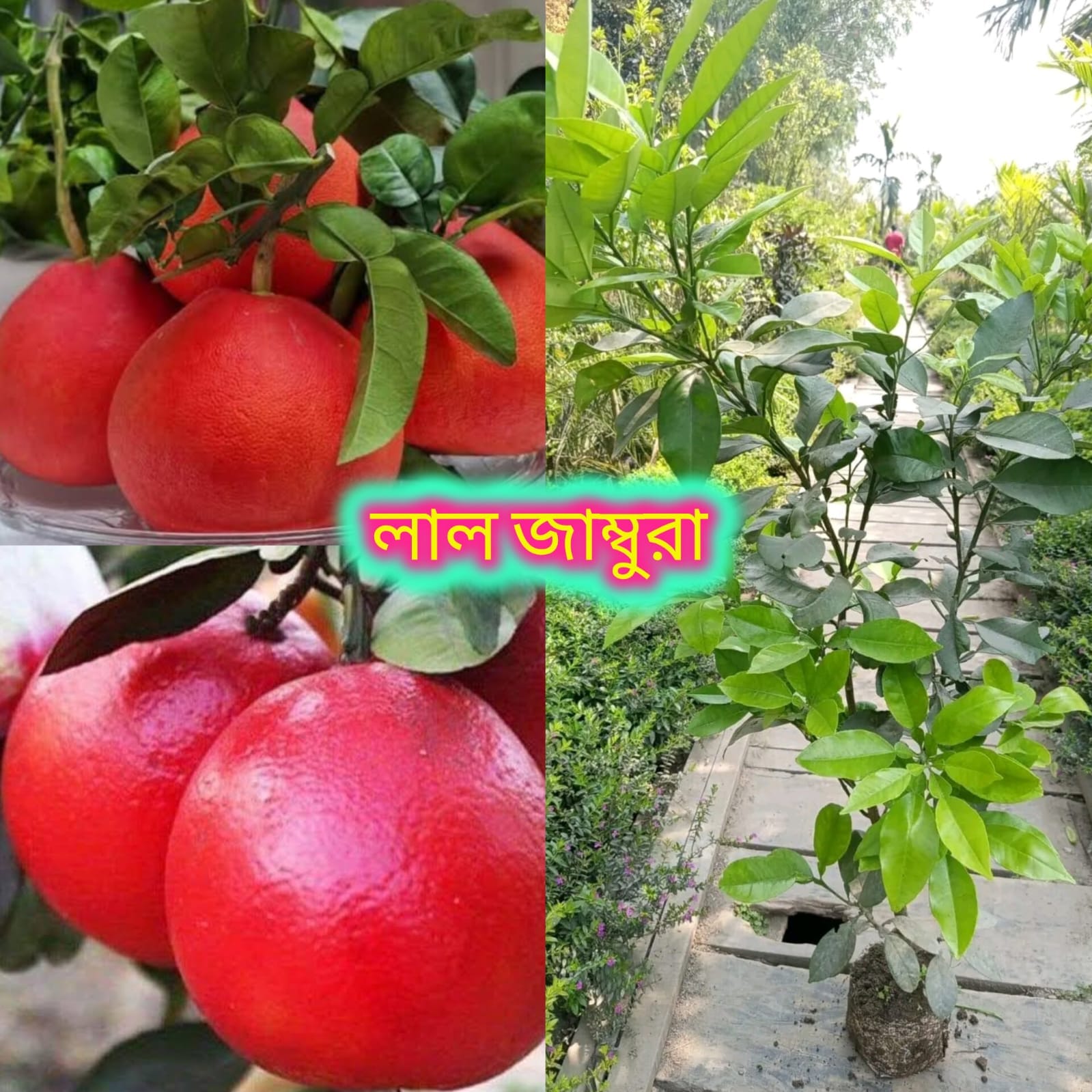 লাল জাম্বুরা