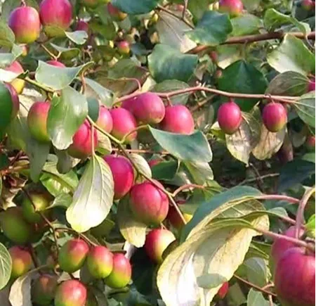 বারমাসি সিডলেস কুল