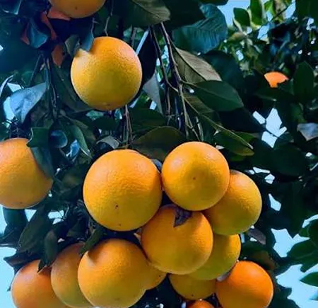 মিশরীয় হলুদ মালটা
