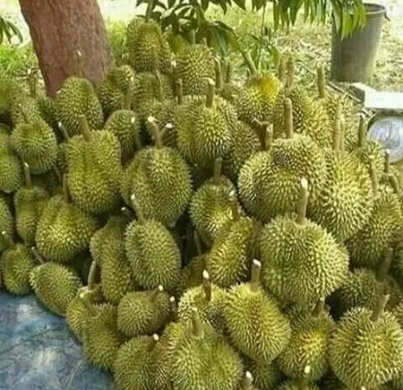 মুসাককিং ডুরিয়ান