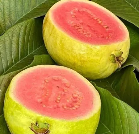 মাধুরী রেড ডায়মন্ড পেয়ারা